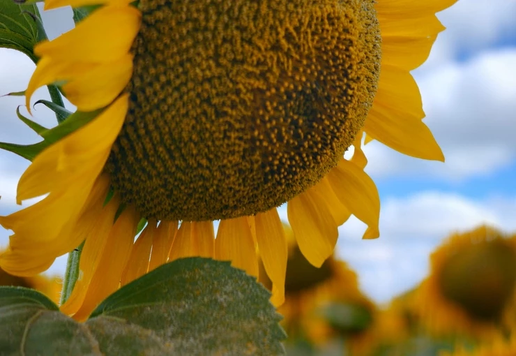 Дніпровська